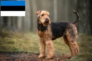 Read more about the article Criadores de Airedale Terrier e cachorros na Estónia