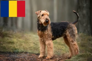 Read more about the article Criadores de Airedale Terrier e cachorros em Roménia