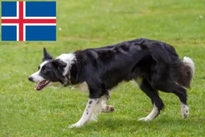 Read more about the article Criadores de Border Collie e cachorros na Islândia