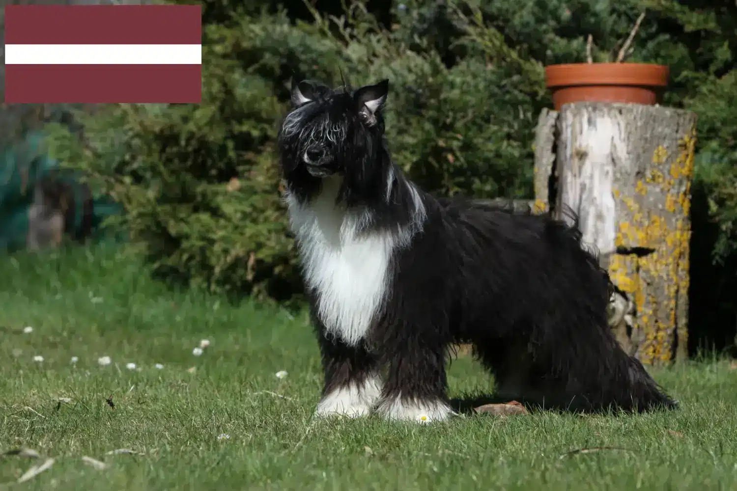 Read more about the article Criadores de cães de crista chinês e cachorros na Letónia