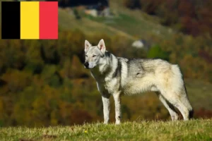 Read more about the article Criadores e cachorros de cães-lobo da Checoslováquia na Bélgica