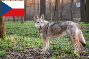 Read more about the article Criadores e cachorros de cães-lobo da Checoslováquia na República Checa