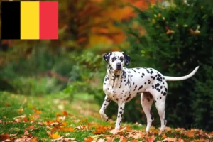 Read more about the article Criadores de dálmatas e cachorros na Bélgica