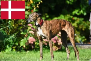 Read more about the article Criadores de galgos e cachorros na Dinamarca