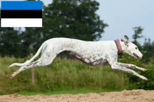 Read more about the article Criadores de galgos e cachorros na Estónia