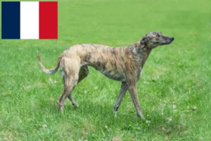 Read more about the article Criadores de galgos e cachorros em França