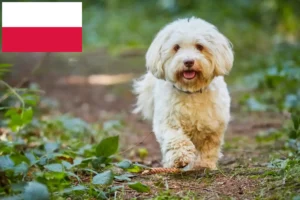 Read more about the article Criadores de Havanese e cachorros na Polónia