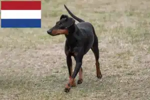 Read more about the article Criadores de Manchester Terrier e cachorros nos Países Baixos