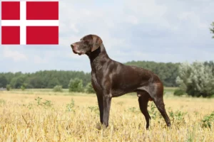 Read more about the article Criadores de pelo curto alemão e cachorros na Dinamarca