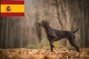 Read more about the article Criadores de pelo curto alemão e cachorros em Espanha