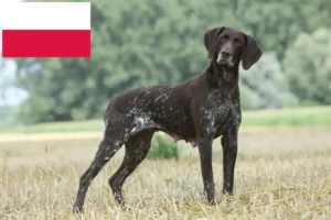 Read more about the article Criadores de pelo curto alemão e cachorros na Polónia