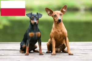 Read more about the article Criadores de Pinscher miniatura e cachorros na Polónia