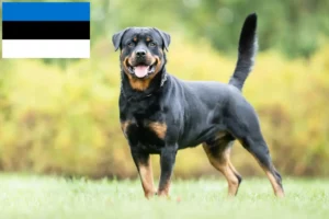 Read more about the article Criadores de Rottweiler e cachorros na Estónia