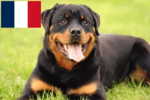 Read more about the article Criadores de Rottweiler e cachorros em França