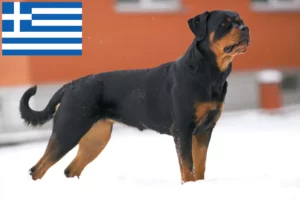 Read more about the article Criadores de Rottweiler e cachorros na Grécia