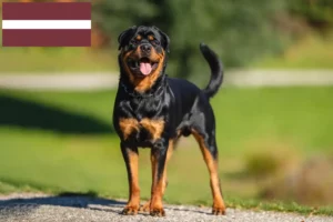 Read more about the article Criadores de Rottweiler e cachorros na Letónia