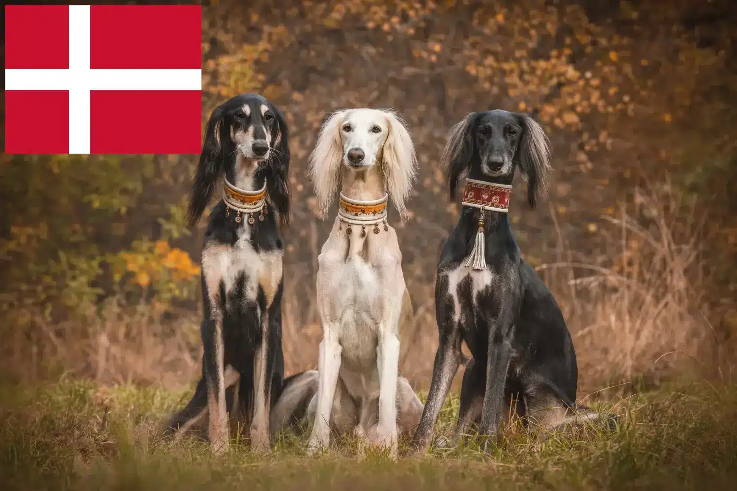 Read more about the article Criadores de saluki e cachorros na Dinamarca