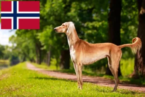 Read more about the article Criadores de saluki e cachorros na Noruega