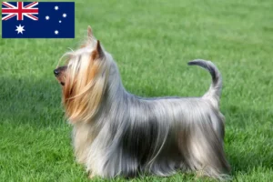 Read more about the article Criadores de Silky Terrier australiano e cachorros na Austrália