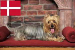 Read more about the article Criadores de Silky Terrier australiano e cachorros na Dinamarca