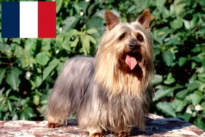 Read more about the article Criadores e cachorros de Silky Terrier australiano em França