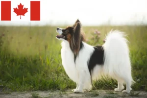 Read more about the article Criador de Spaniel Anão Continental e cachorros no Canadá