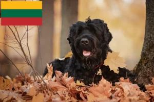 Read more about the article Criador de Russian Black Terrier e cachorros na Lituânia