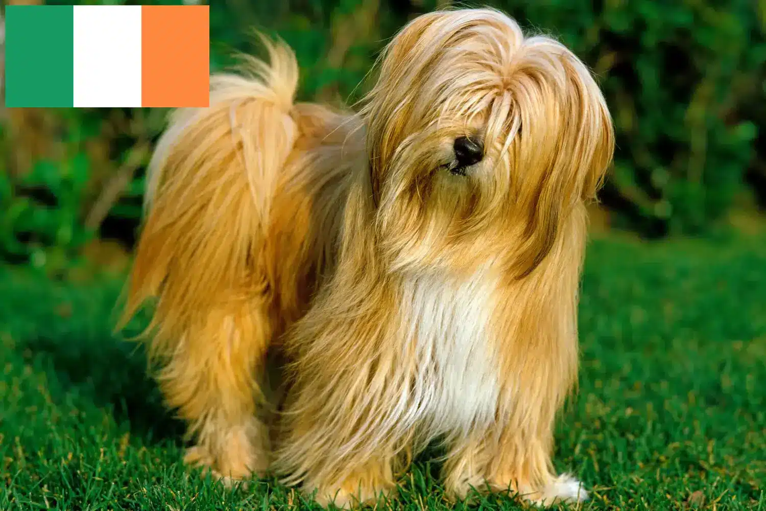 Read more about the article Criadores de Terrier Tibetano e cachorros na Irlanda