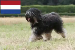 Read more about the article Criadores de Terrier Tibetano e cachorros nos Países Baixos