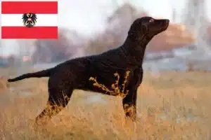 Read more about the article Criadores de Curly Coated Retriever e cachorros na Áustria