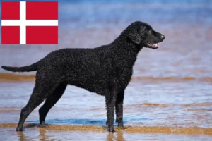 Read more about the article Criadores de Curly Coated Retriever e cachorros na Dinamarca