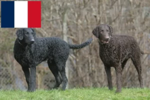 Read more about the article Criadores de Curly Coated Retriever e cachorros em França