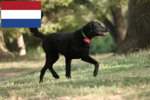 Read more about the article Criadores de Curly Coated Retriever e cachorros nos Países Baixos