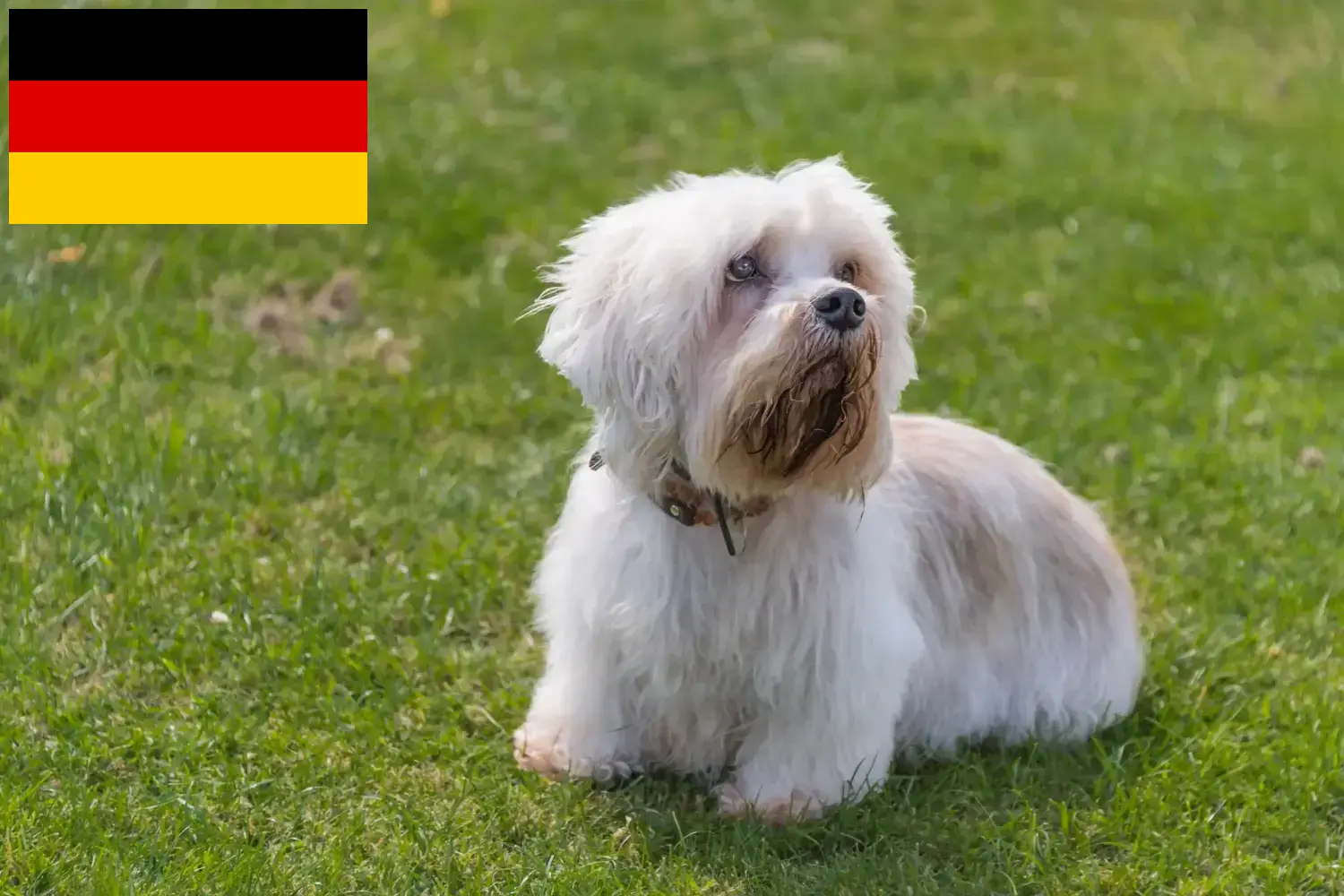 Read more about the article Criadores de Dandie Dinmont Terrier e cachorros na Alemanha