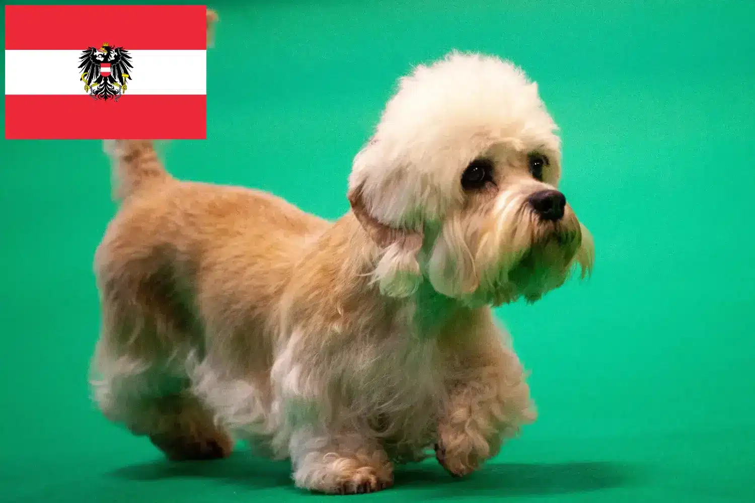 Read more about the article Criadores de Dandie Dinmont Terrier e cachorros na Áustria