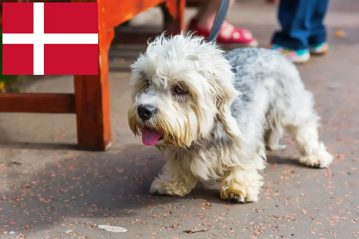 Read more about the article Criadores de Dandie Dinmont Terrier e cachorros na Dinamarca