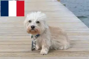 Read more about the article Criadores e cachorros de Dandie Dinmont Terrier em França