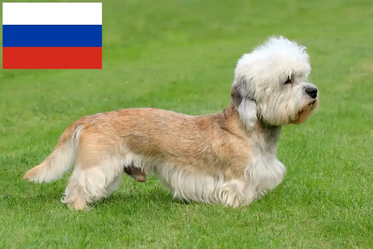 Read more about the article Criadores de Dandie Dinmont Terrier e cachorros na Rússia