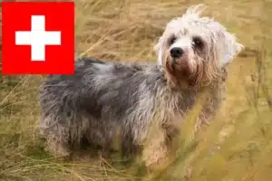 Read more about the article Criadores e cachorros de Dandie Dinmont Terrier na Suíça