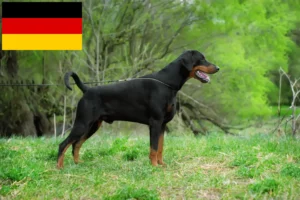 Read more about the article Criadores de Dobermann e cachorros na Alemanha