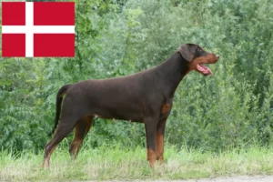 Read more about the article Criadores de Doberman e cachorros na Dinamarca