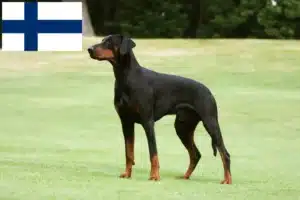 Read more about the article Criadores de Doberman e cachorros na Finlândia