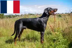 Read more about the article Criadores de Doberman e cachorros em França