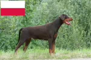 Read more about the article Criadores de Doberman e cachorros na Polónia