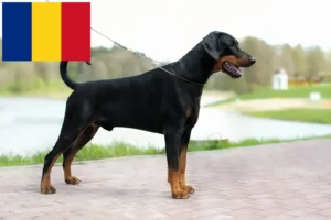 Read more about the article Criadores de Doberman e cachorros na Roménia