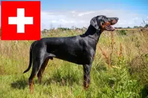 Read more about the article Criadores de Dobermann e cachorros na Suíça