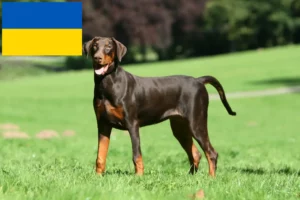 Read more about the article Criadores de Doberman e cachorros na Ucrânia