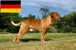 Read more about the article Criadores de Dogue de Bordeaux e cachorros na Alemanha