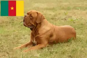 Read more about the article Criadores de Dogue de Bordeaux e cachorros nos Camarões