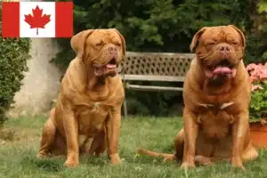 Read more about the article Criadores de Dogue de Bordeaux e cachorros no Canadá